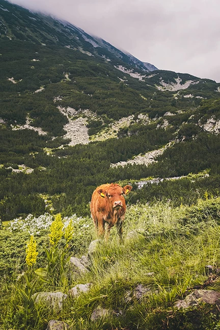 Младо теле в Пирин планина