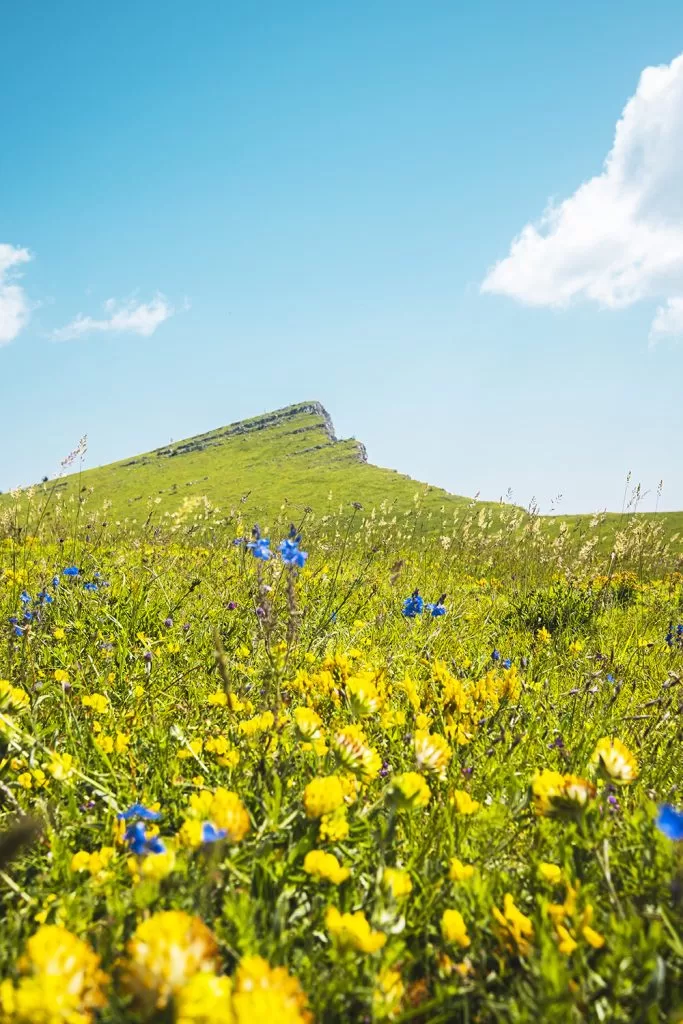На преден фон пролетни цветя, зад тях връх Кръстанова могила