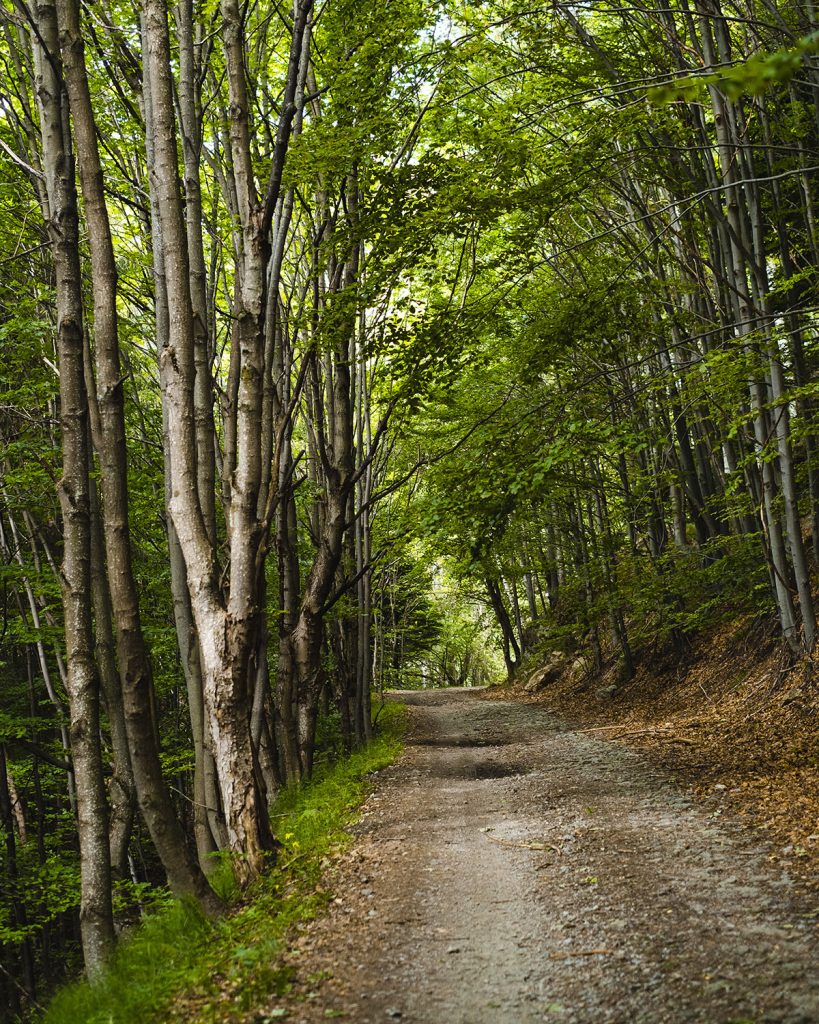Широкия път в гората към Кадемлийското пръскало