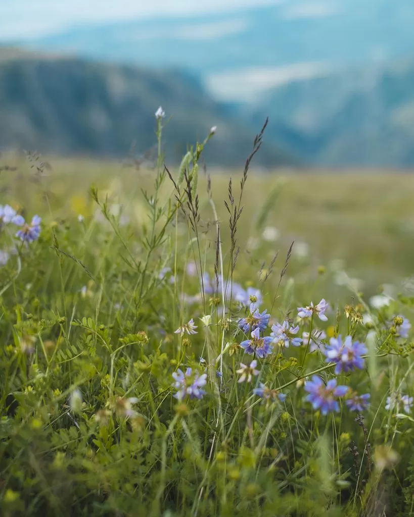 Красиви диви цветя по пътеката към Кадемлийското пръскало в Стара планина