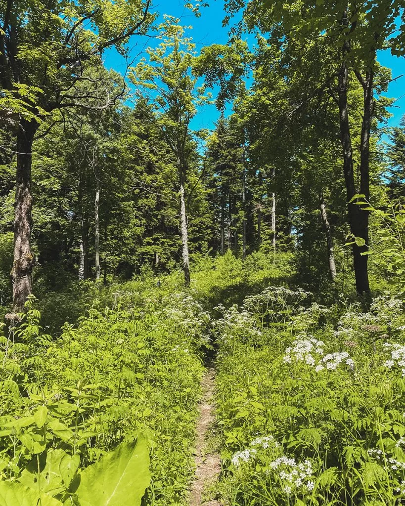 Гъста растителност на пътеката през гората за хижа Венетица