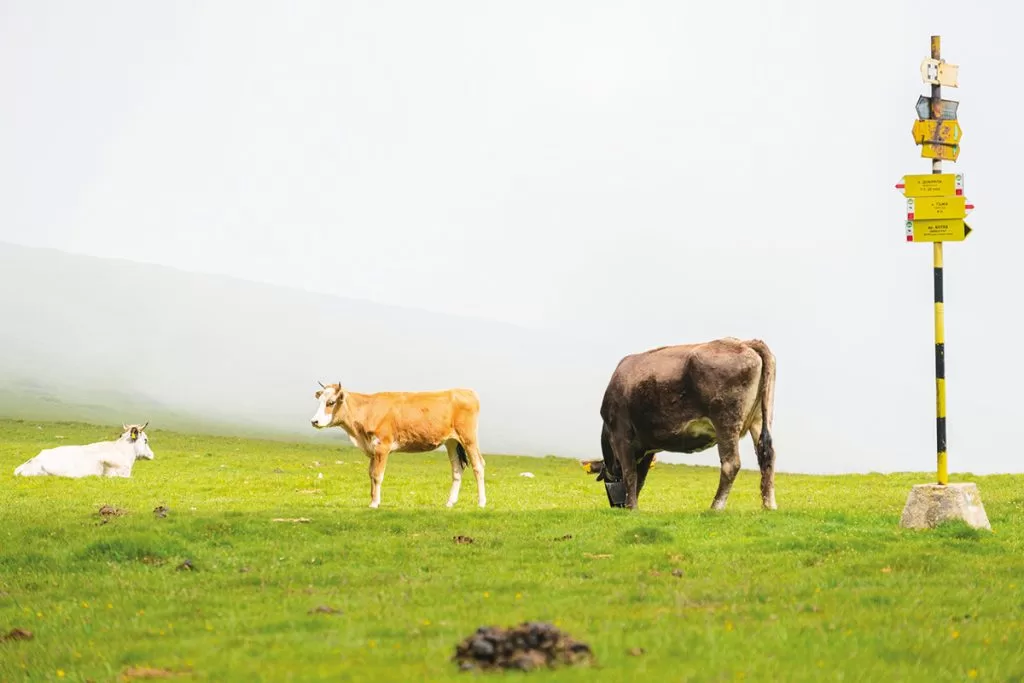 Стадо крави по пътя към връх Ботев