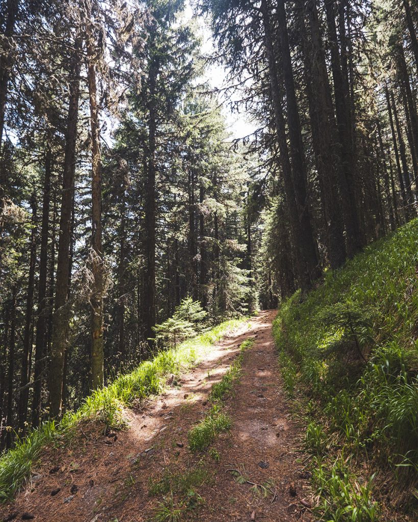 Пътеката към хижа Марица виглолистна гора