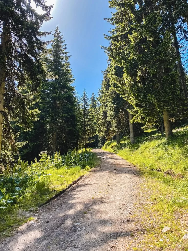 Пътеката, която е в гора към хижа Чакър войвода