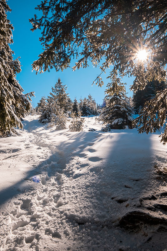 Зимен ден в Рила, сняг, слънце и гора